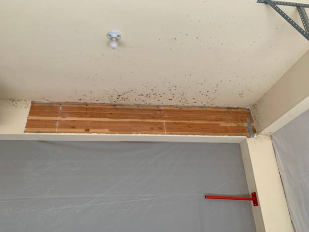 Best Air Quality Testing for Mold Spores  in Wolf Trap, VA