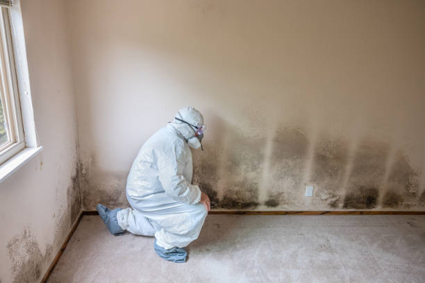 Best Commercial Mold Inspection  in Wolf Trap, VA