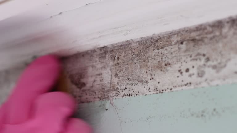 Best Mold Odor Removal Services  in Wolf Trap, VA